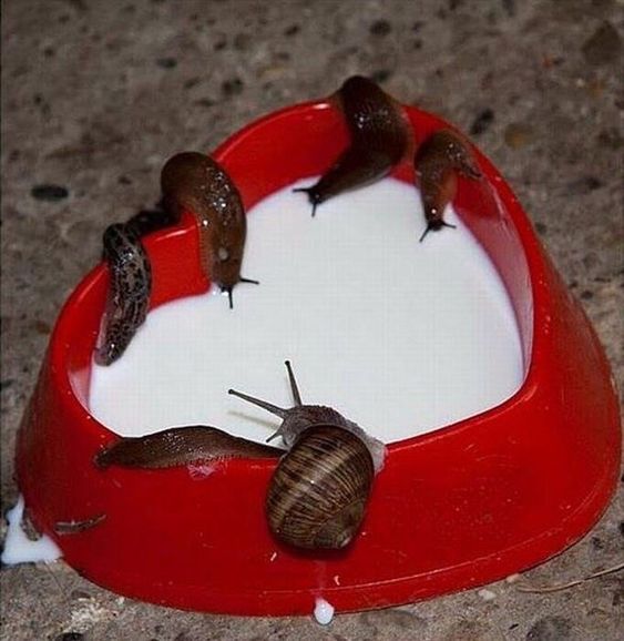 snails drinking milk from a heartshaped container